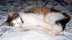 Huckleberry is sound asleep on a patchwork quilt. He is facing the screen, his head to the left, and his front paws are reaching back to touch his back paws. His body is relaxed and he has a smile on his face.