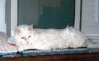 While other cats love lying on top of a computer monitor, where it's niceand warm, June preferred to lie down on the computer's keyboard. Here she
    is stretched across the keys, awake after a nap.
