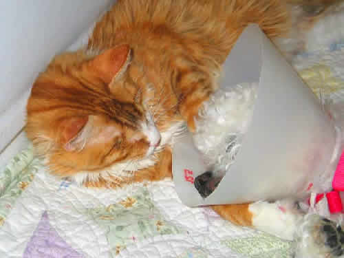 A old blind dog, who has just had surgery, is lying her head against a cat, who had had her eyes removed a couple of months earlier.